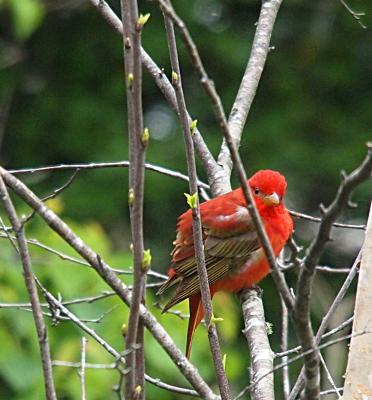 [This bird rests on a tree branch where the leaves are just starting to poke through the bark. The bird's individual brown feathers wing feathers are visible. The rest of its feathers are red. The bird looks at the camera.]